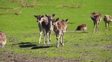 Doğada Avrupa yumurtası geyiği