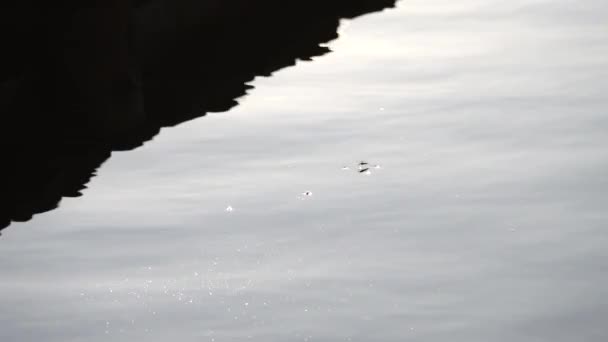 走在水面上的走水者 — 图库视频影像