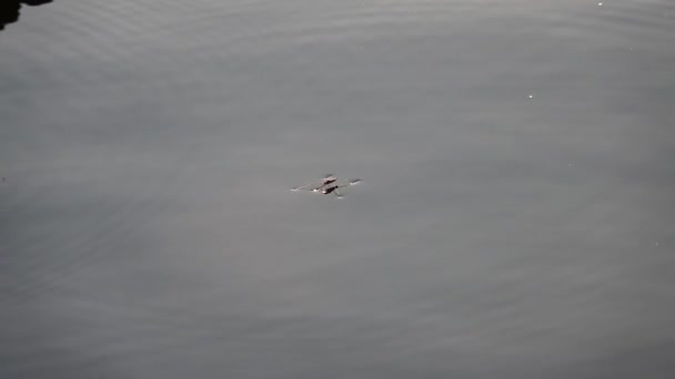 水上を走るウォーターストライダー — ストック動画