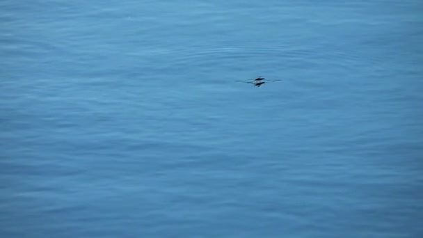 走在水面上的走水者 — 图库视频影像