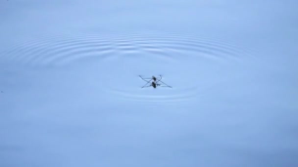 水上を走るウォーターストライダー — ストック動画