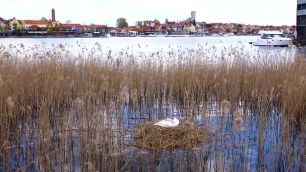 Cisne Sentado Lago Contra Pano Fundo Mikolajki Polônia — Vídeo de Stock