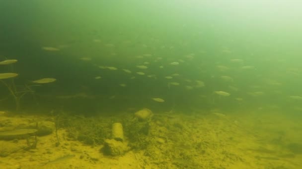 Podmořský Svět Mikolajské Jezero Mikolajki Polsko — Stock video