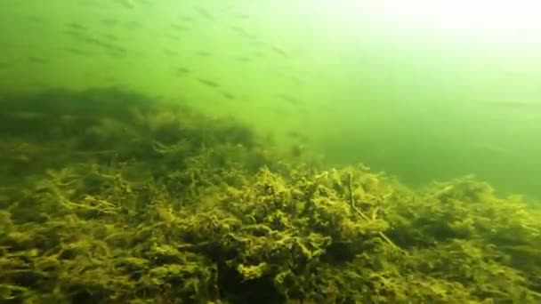 Podwodny Świat Jezioro Mikołajskie Mikołajki Polska — Wideo stockowe