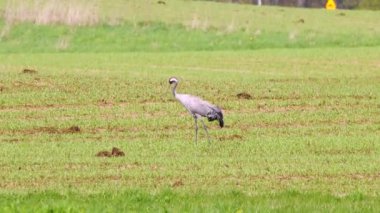 Vahşi Japon turnası