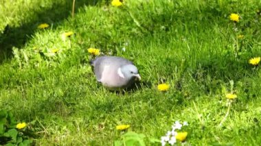 Ahşap güvercin (columba palumbus) yiyecek aramak için yeşil çimlerde yürür. yavaş çekim