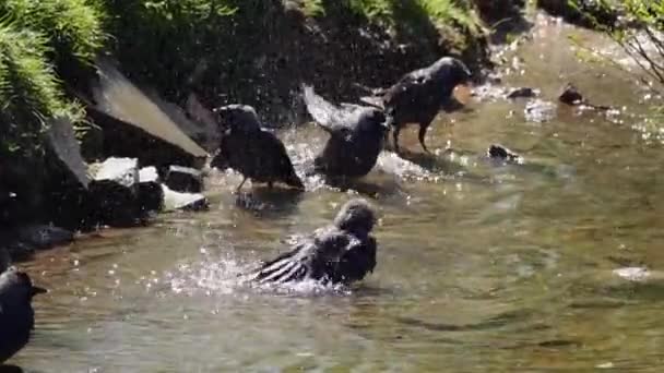 长角羚 Coloeus Monp Org 在河岸上洗澡 慢动作 — 图库视频影像