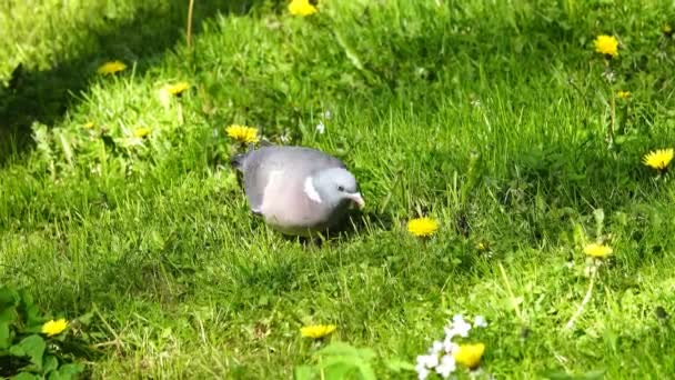 Wood Pigeon Columba Palumbus Walks Green Grass Search Food Slow — Stock Video