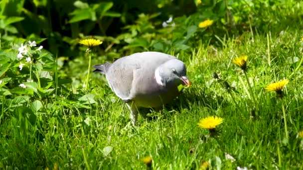 Wood Pigeon Columba Palumbus Walks Green Grass Search Food — Stock Video