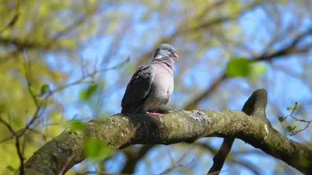 Wood Pigeon Columba Palumbus Sits Branch Basks Sun Spring — Stock Video