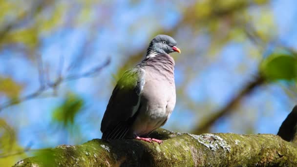 木の鳩 コルンバパルムス は春の太陽の枝と下に座っています — ストック動画