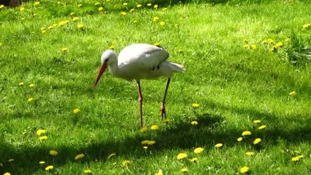 Storch Wandert Auf Der Suche Nach Nahrung Grünen Gras — Stockvideo