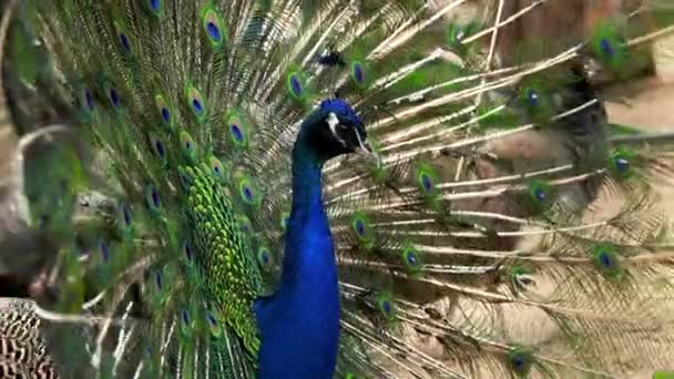 Peacock Close Spread Tail — Stock Video