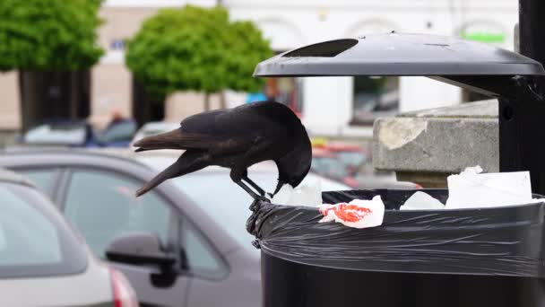 欧亚的Jackdaw从垃圾桶里掏出游客扔掉的食物残渣 慢动作 — 图库视频影像