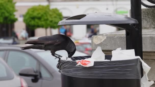 欧亚的Jackdaw从垃圾桶里掏出游客扔掉的食物残渣 — 图库视频影像