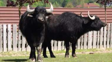 Bir çiftlikte iki Karpatyalı bizon