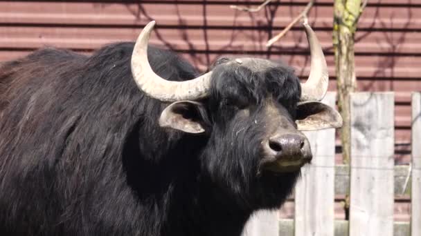 Çiftlikteki Karpatyalı Bufalo — Stok video