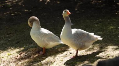 Ormanda güneşlenen yabani kazlar.
