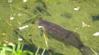 Sedir berrak sularda yüzer