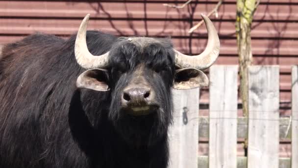 Karpaten Buffel Een Boerderij — Stockvideo