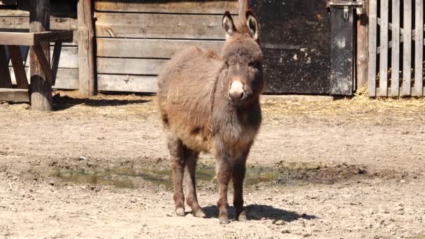 Little Donkey Farm — Stock Video