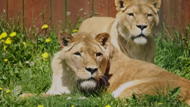 Lionesse Acostado Bajo Los Rayos Del Sol Sensual Brillante — Vídeos de Stock
