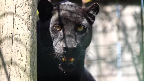 Svart Panter Panthera Pardus Naturlig Utomhus Naturlig Miljö — Stockvideo
