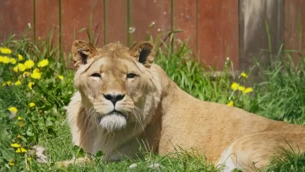 明るい硫黄の太陽の光の下に横たわる2頭のライオン — ストック動画