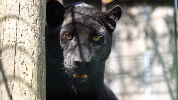 Pantera Negra Panthera Pardus Entorno Natural Natural Aire Libre — Vídeo de stock