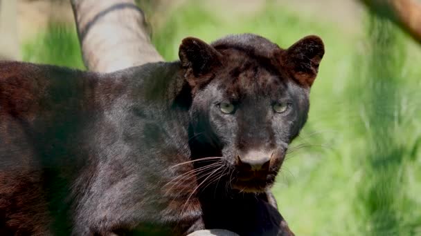 Pantera Negra Panthera Pardus Entorno Natural Natural Aire Libre — Vídeos de Stock