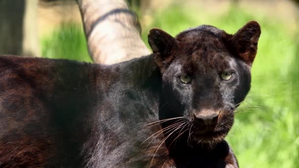 Pantera Negra Panthera Pardus Entorno Natural Natural Aire Libre — Vídeo de stock