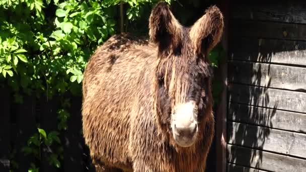 Beautiful Donkey Poitou Farm — Stock Video