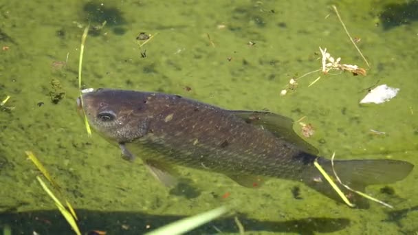 Crucian Swims Clear Water — Stock Video