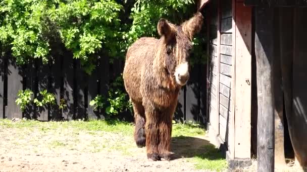 Beautiful Donkey Poitou Farm — Stock Video