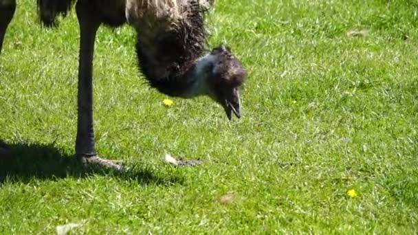 Emu Burung Unta Padang Rumput Mematuk Rumput Gerak Lambat — Stok Video