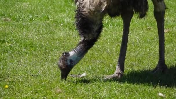 Emu Burung Unta Padang Rumput Mematuk Rumput Gerak Lambat — Stok Video