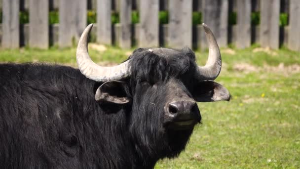 Çiftlikteki Karpatyalı Bufalo — Stok video