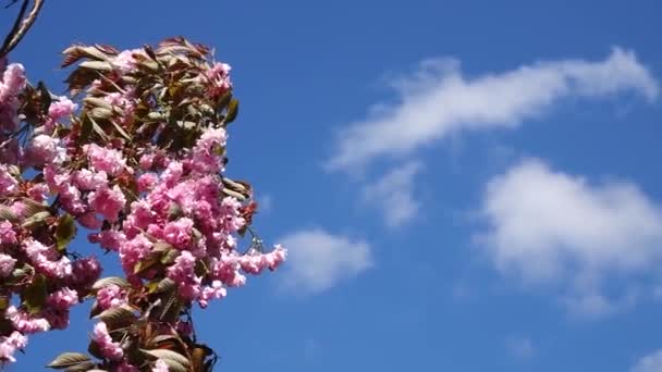 蓝天和大风映衬下的樱花树 — 图库视频影像