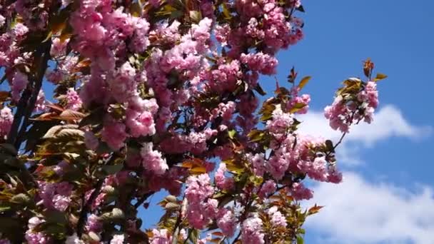 Δέντρο Sakura Ενάντια Στον Γαλάζιο Ουρανό Και Τον Μεγάλο Άνεμο — Αρχείο Βίντεο