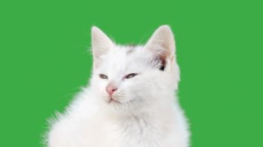 Beyaz güzel kedi yavrusu yeşil ekranda. yavaş çekim