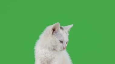 Beyaz güzel kedi yavrusu yeşil ekranda