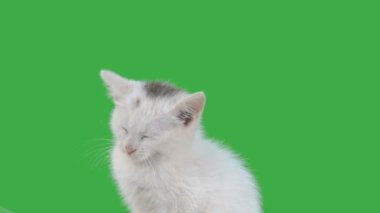 Beyaz güzel kedi yavrusu yeşil ekranda