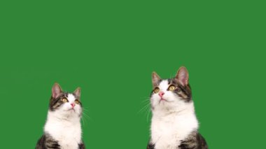 Yeşil ekranda iki kedi yavrusu
