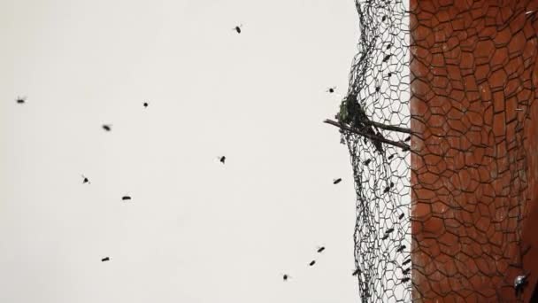 经过大丰收后 成群的蜜蜂飞回蜂窝 — 图库视频影像