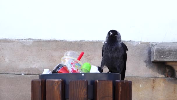欧亚的Jackdaw从垃圾桶里掏出游客扔掉的食物残渣 — 图库视频影像