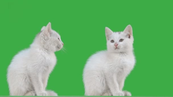 Dua Anak Kucing Pada Layar Hijau — Stok Video