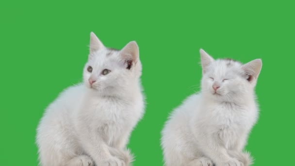 Due Gattini Uno Schermo Verde — Video Stock