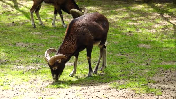 Mouflon Ovis Ammon Musimon Dans Nature — Video