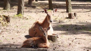 Dişi Daniel Common (dama dama dama) doğada bebekle