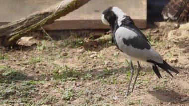 Demirci kanadı (vanellus armatus) vahşi doğada